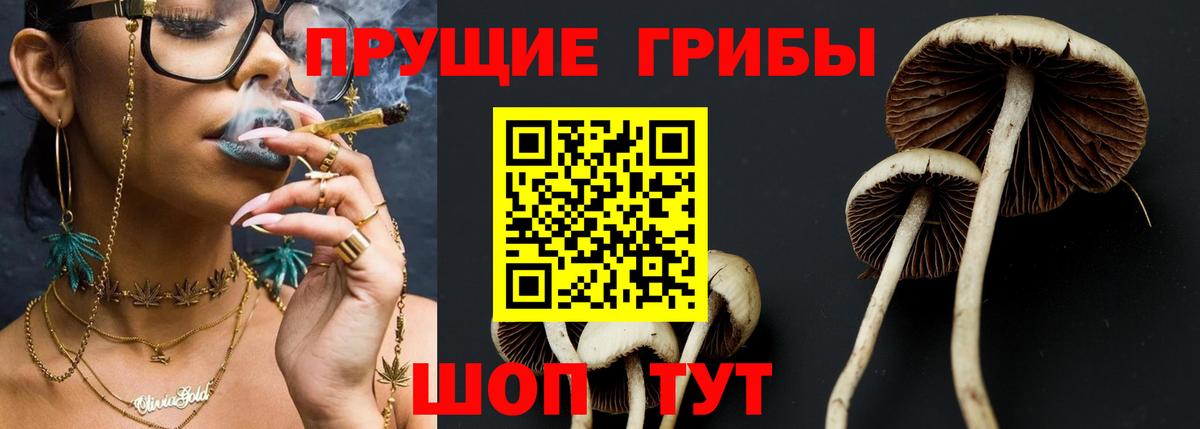 Галлюциногенные грибы Psilocybe Добрянка